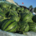 精品甜王西瓜大量供应中产地一手货源对接商超市场等