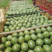精品甜王西瓜大量供应中产地一手货源对接商超市场等