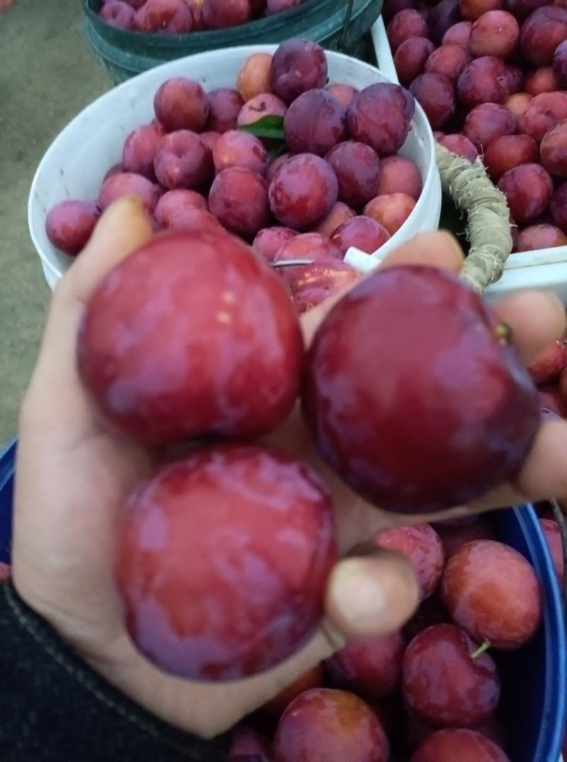 早富贵，风味玫瑰李子，个大，口感酸甜可口，颜色火红