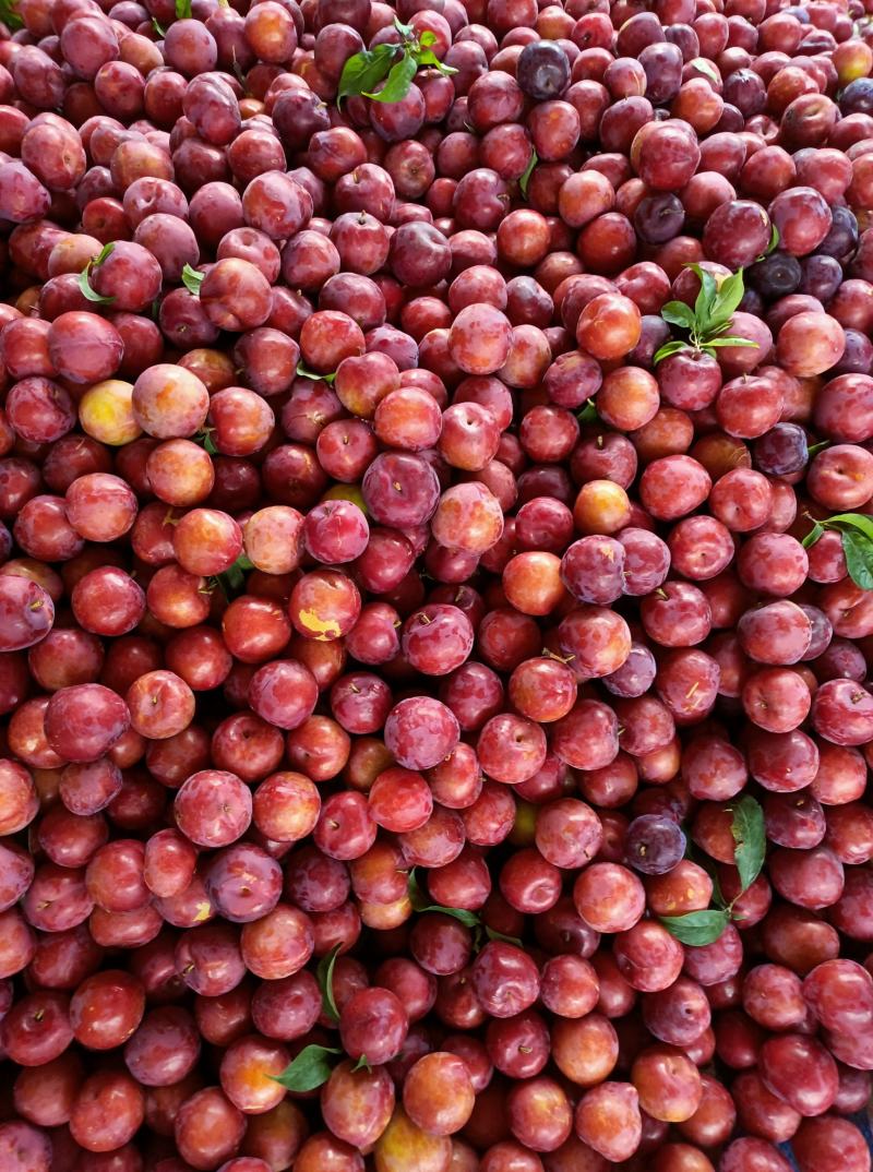 早富贵，风味玫瑰李子，个大，口感酸甜可口，颜色火红