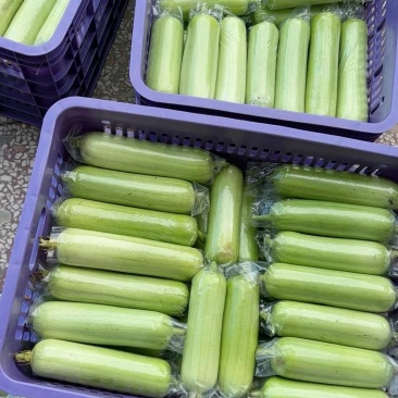 白玉丝瓜