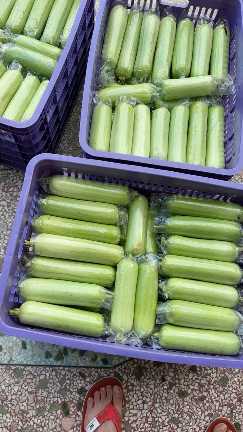 白玉丝瓜