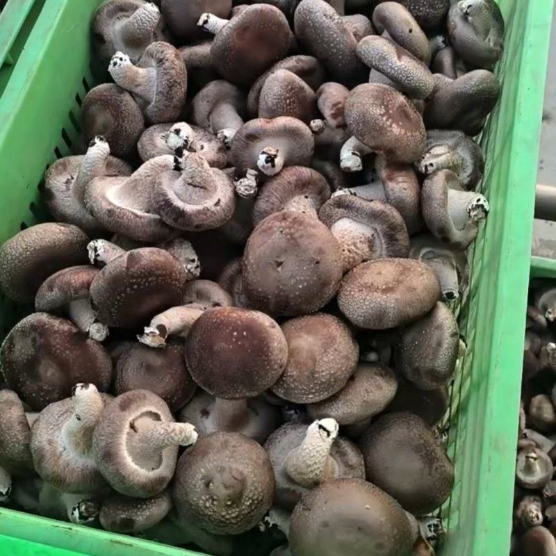 香菇