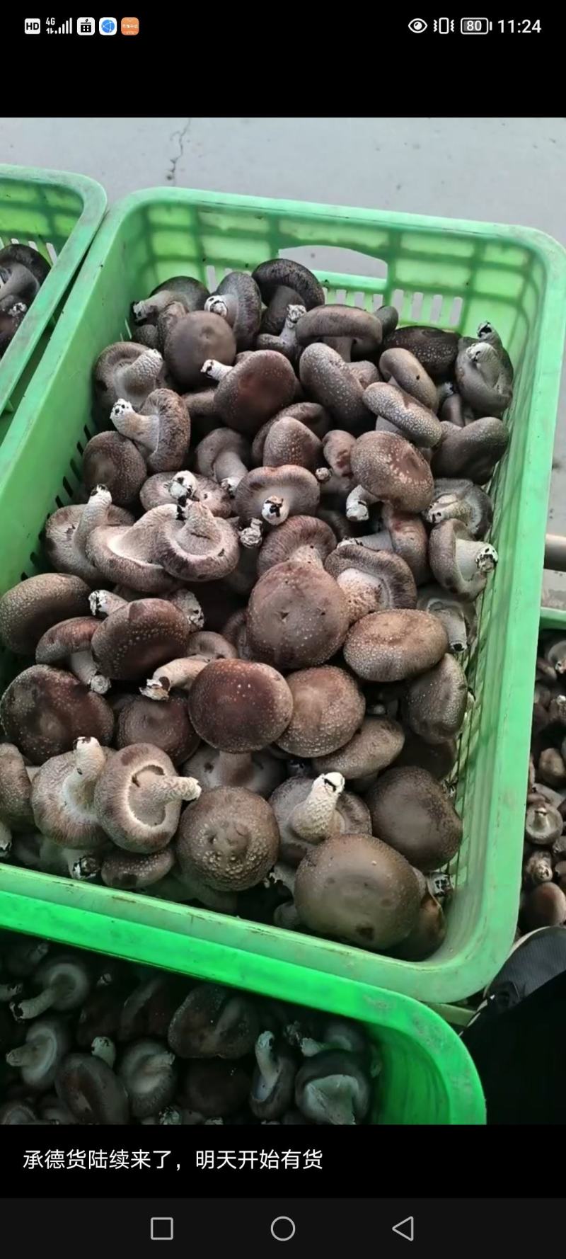 香菇