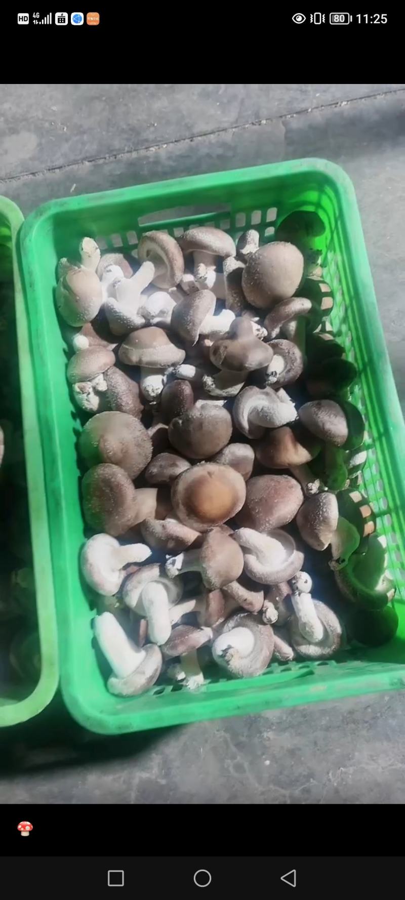 香菇