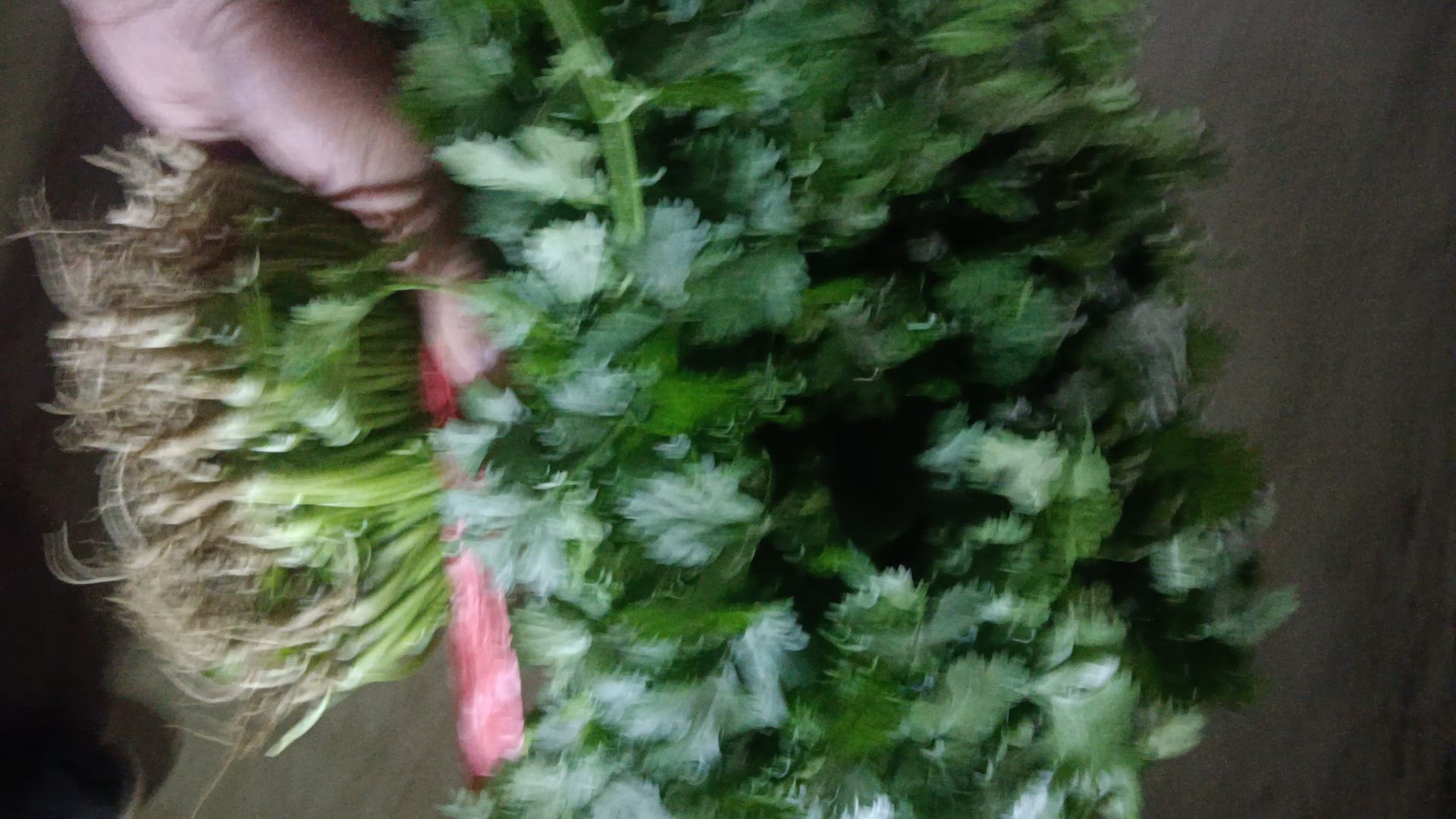 美食场景图:大叶香菜作为关键配料出现在热汤料理中,展现其耐温性与提香效果,强调‘香菜又名芫荽’在经典中式菜肴中的不可替代性 大叶香菜入馔场景:青花瓷碗中盛放刚出锅的羊肉汤,汤色清亮微乳白,表面浮着数片大叶香菜嫩叶与细香葱段,叶片舒展未蔫,油润鲜亮;旁边配一小碟红油蒜泥蘸料,整体构图温暖质朴,凸显香菜作为点睛之笔的视觉与风味价值