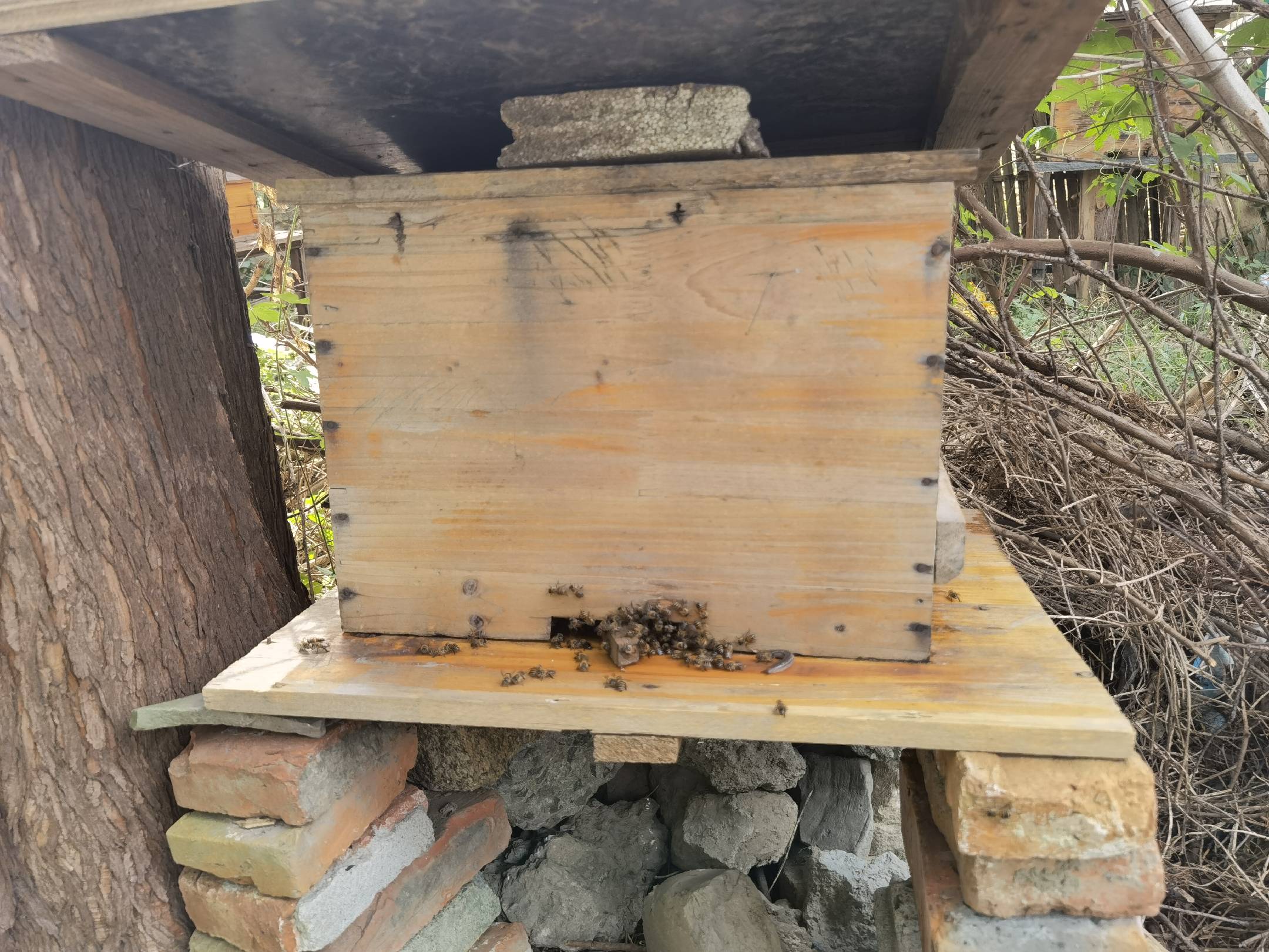 一群蜜蜂正在蜂巢内部忙碌工作,部分蜜蜂用口器传递蜂蜜,另一些正在将蜂蜜存入蜂房,背景可见密集的蜂巢结构和少量未封盖的蜜房,展现蜂群高度组织化的社会行为 蜜蜂在蜂巢中协作搬运和储存蜂蜜的场景