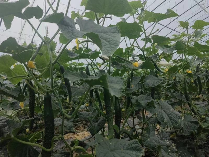 本月密刺黄瓜刺黄瓜黄瓜福建基地大量上市