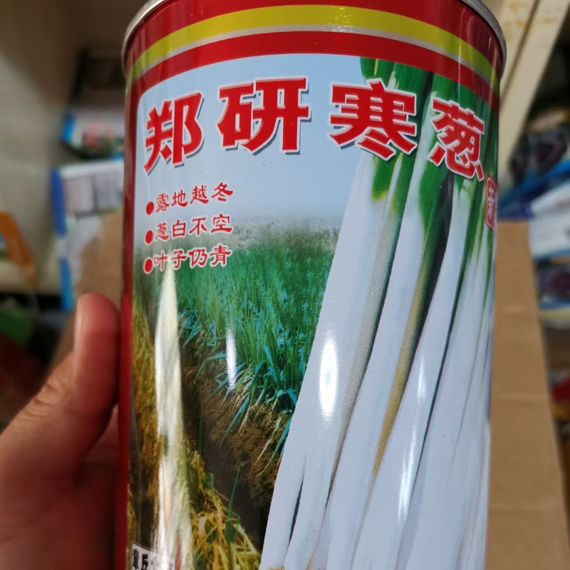 郑研大葱寒葱种子原种