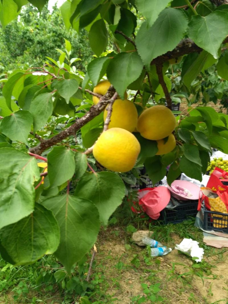 火热销售中凯特杏50mm以上大量供应，电商，微商对接。