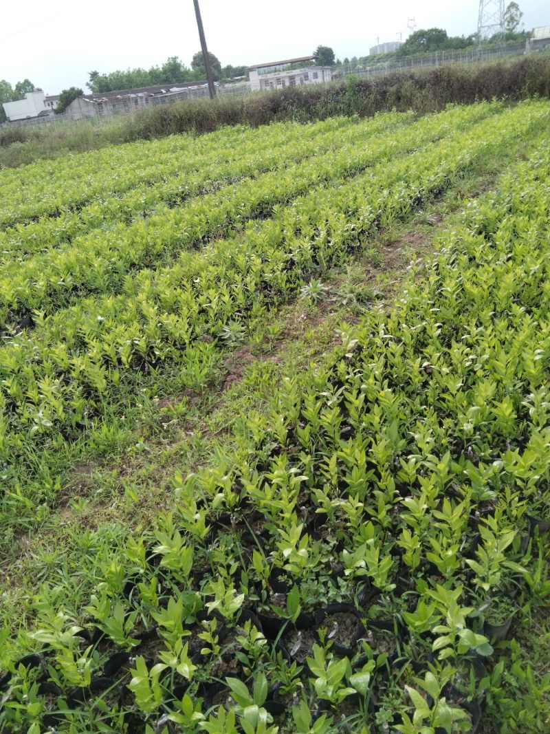 沃柑苗，沃柑坐杯新苗，欢迎实地考察参观。