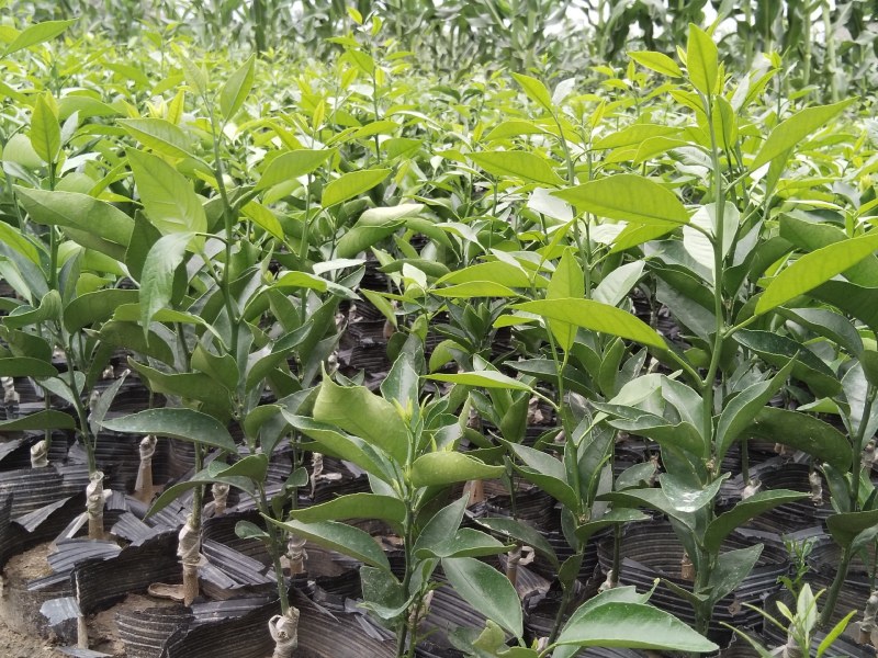 沃柑苗，沃柑坐杯新苗，欢迎实地考察参观。