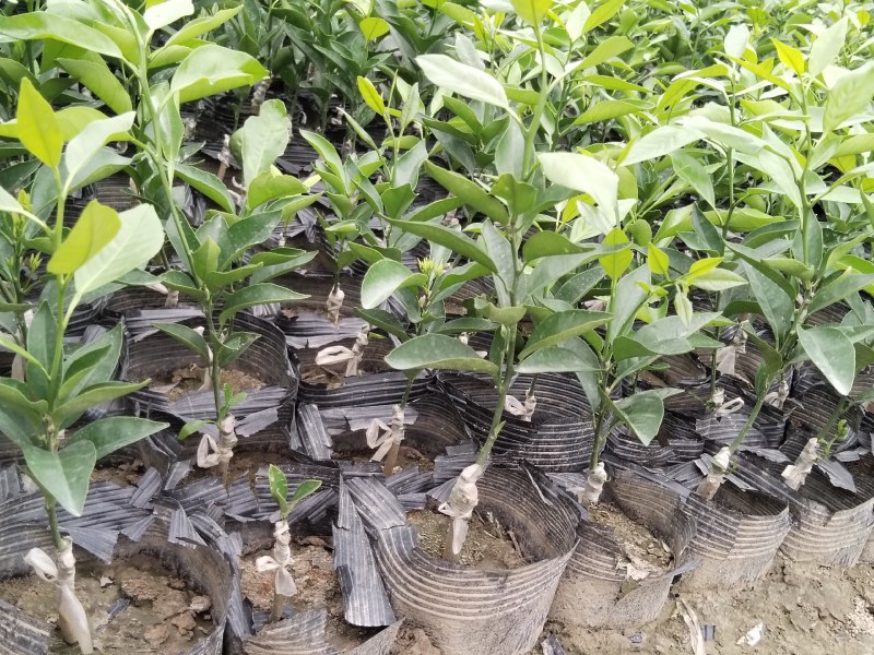 沃柑苗，沃柑坐杯新苗，欢迎实地考察参观。