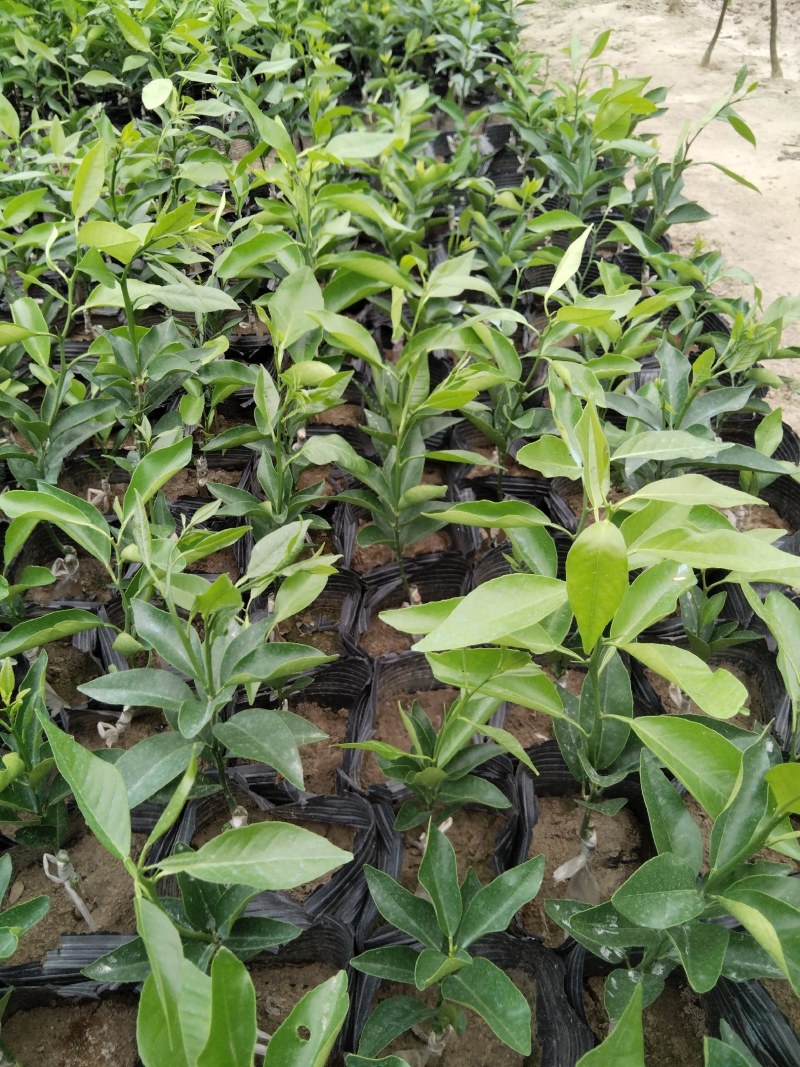 沃柑苗，沃柑坐杯新苗，欢迎实地考察参观。