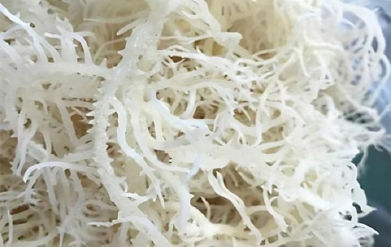 龙须菜厂家直售！手续齐全！！支持定制！全规格包装！