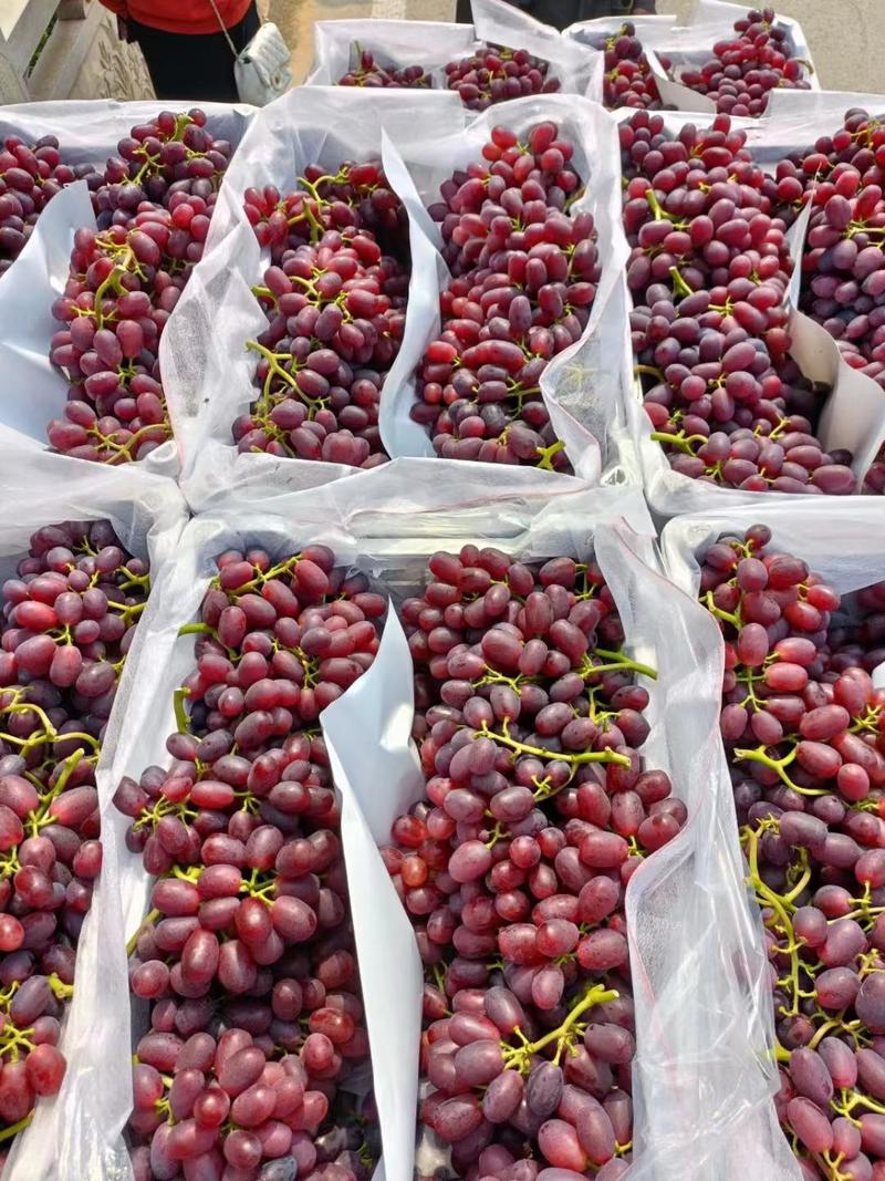 克伦生葡萄大量上市中，产地发货商超品质欢迎客商电话订货