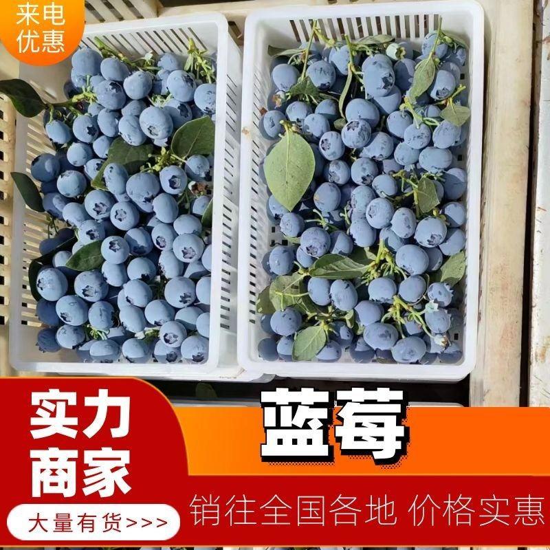 【精选】蓝莓L25云雀La优瑞卡F6莱克西品种全品质优