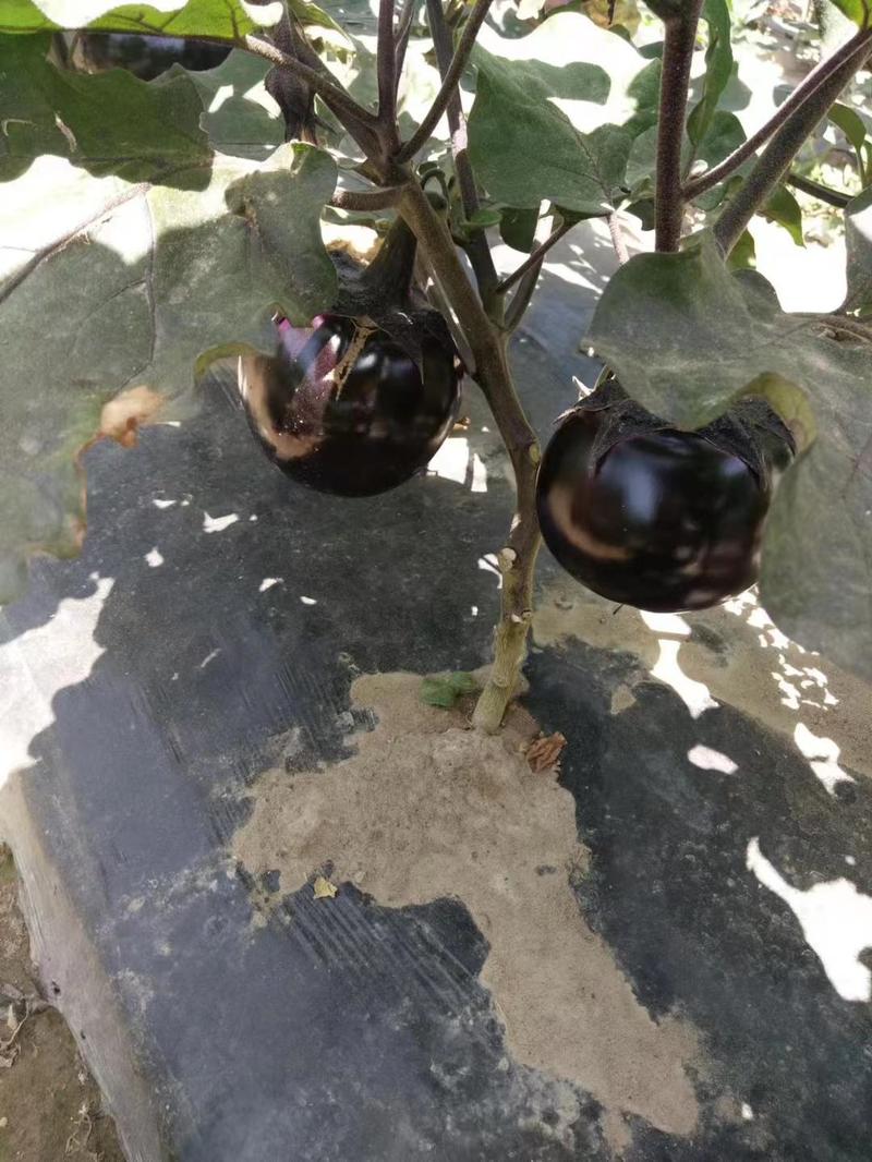 璐通种业茄子种子璐通杂交种子中熟圆茄紫黑亮丽果肉细腻耐高