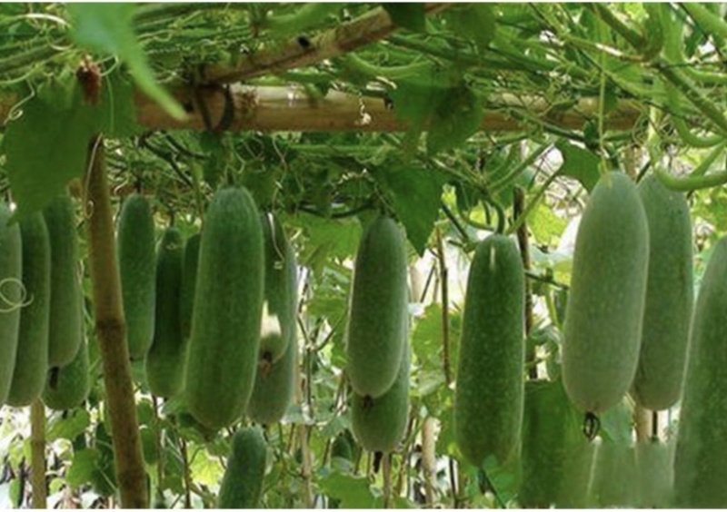 广西毛节瓜，小节瓜，小东瓜，大量上市，供应市场，电商平台