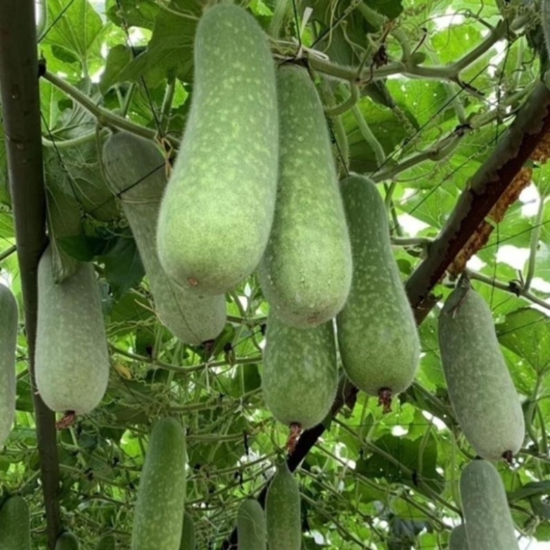 广西毛节瓜，小节瓜，小东瓜，大量上市，供应市场，电商平台