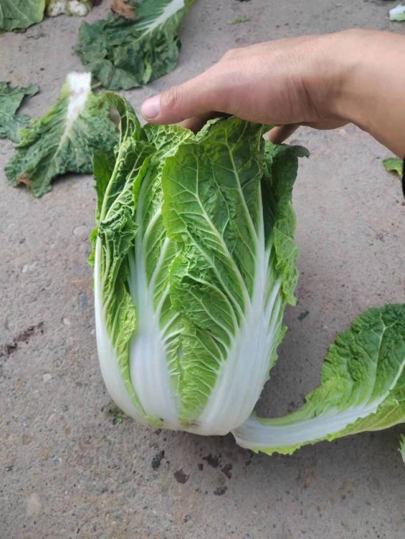甘肃精品大白菜大量上市，现货新鲜，欢迎大家来采购