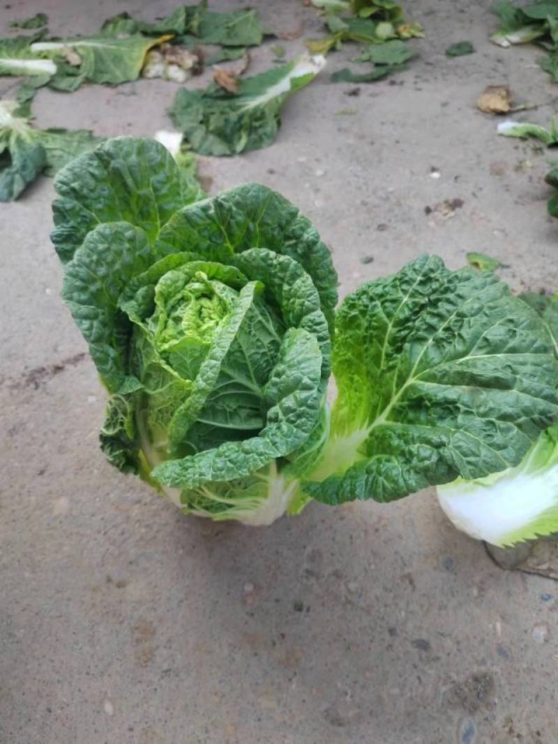 甘肃精品大白菜大量上市，现货新鲜，欢迎大家来采购