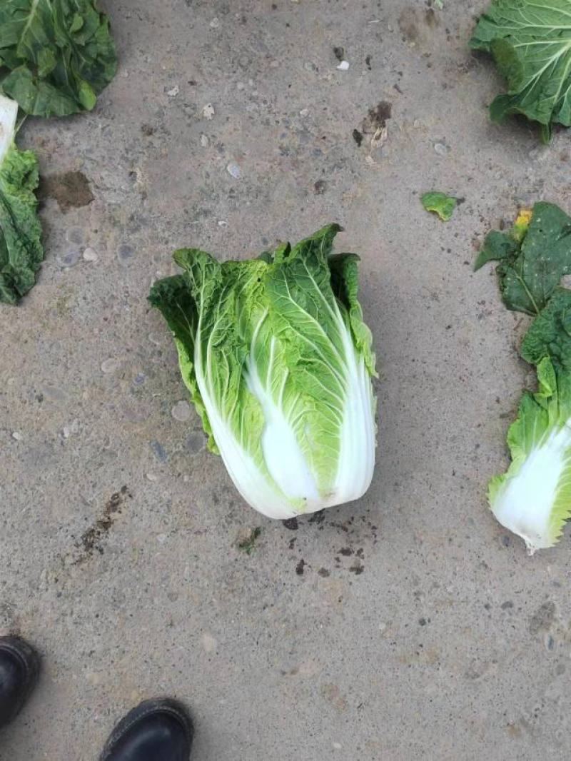 甘肃精品大白菜大量上市，现货新鲜，欢迎大家来采购