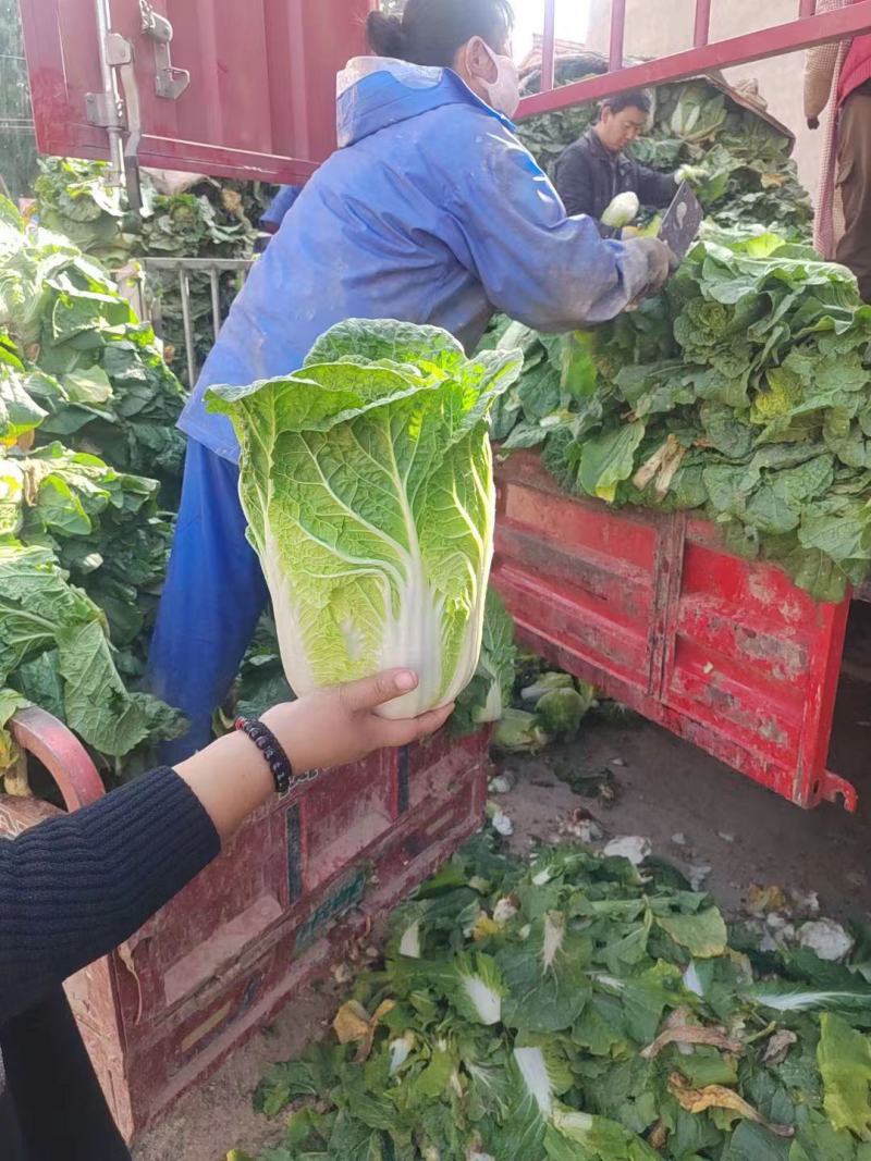 甘肃精品大白菜大量上市，现货新鲜，欢迎大家来采购