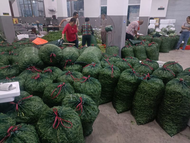 2025毛豆安徽会龙精品大棚毛豆可供商超货源充足