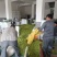 2025毛豆安徽会龙精品大棚毛豆可供商超货源充足