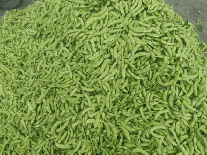 2025毛豆安徽会龙精品大棚毛豆可供商超货源充足