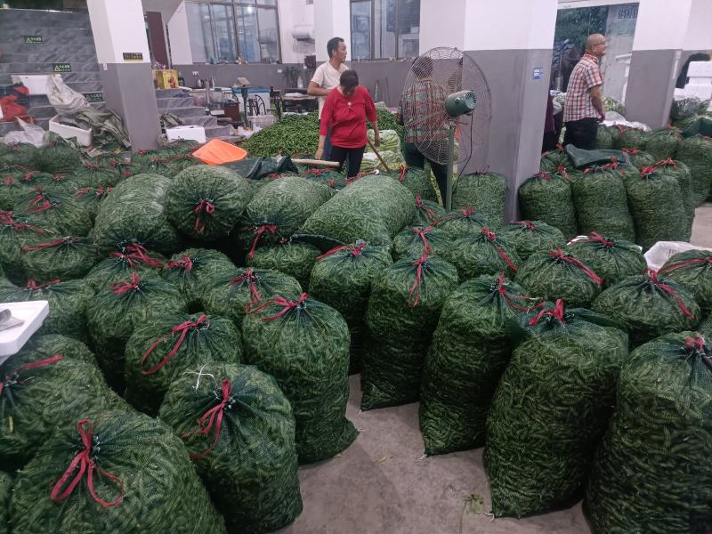 2025毛豆安徽会龙精品大棚毛豆可供商超货源充足