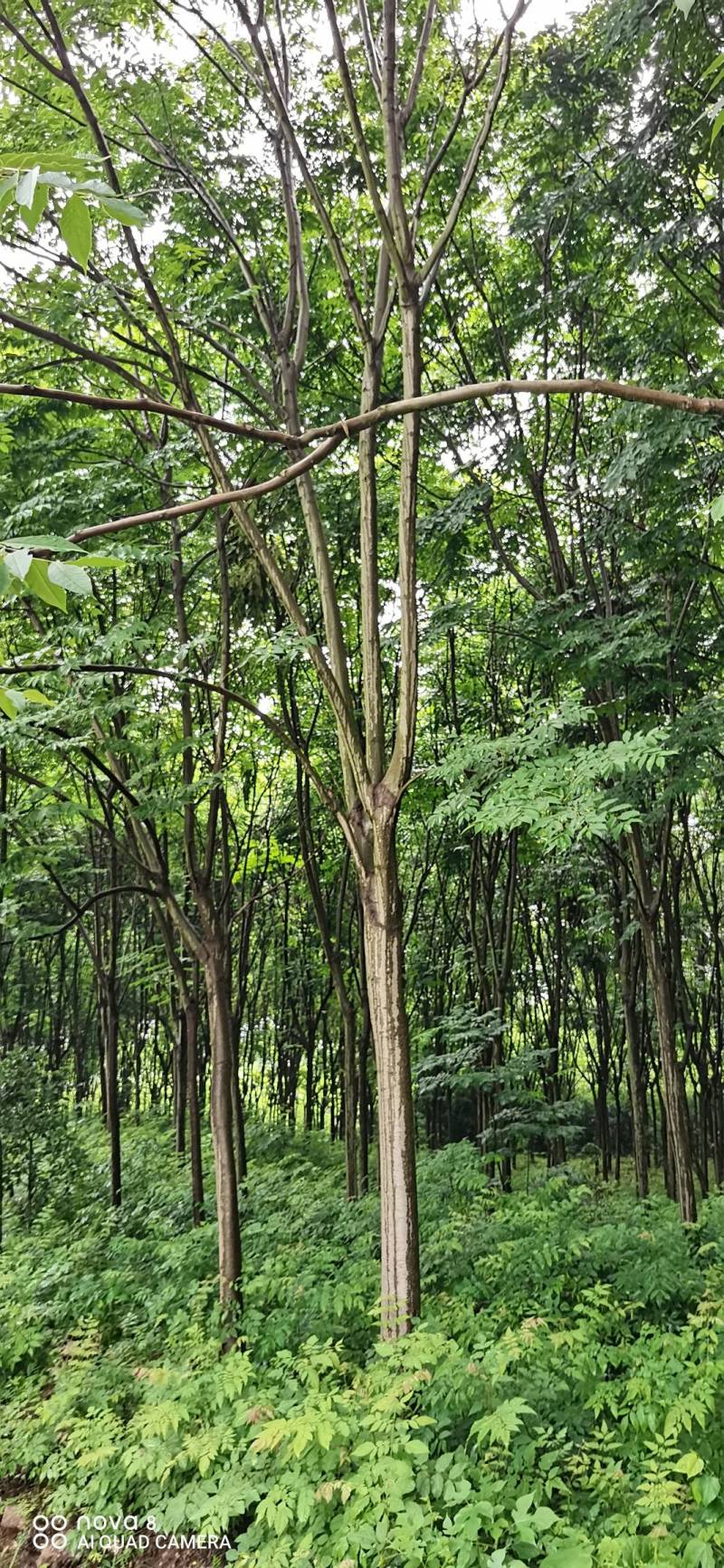 黄山栾，国庆花，规格齐全，基地直发，价格优惠，树形优美。