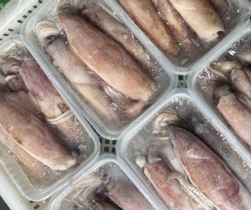 带籽小管海兔母管鱿鱼