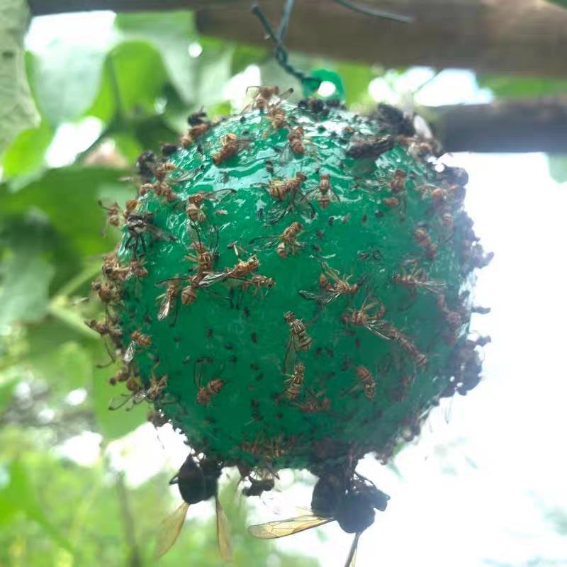 诱蝇球柑橘大实蝇瓜果实蝇诱捕器灭果蝇粘虫球板诱虫球针蜂引