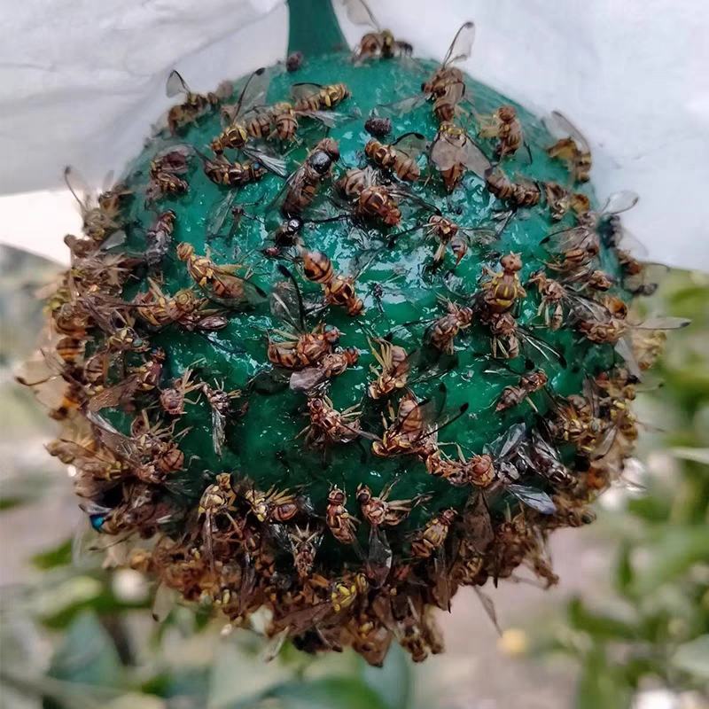 诱蝇球柑橘大实蝇瓜果实蝇诱捕器灭果蝇粘虫球板诱虫球针蜂引