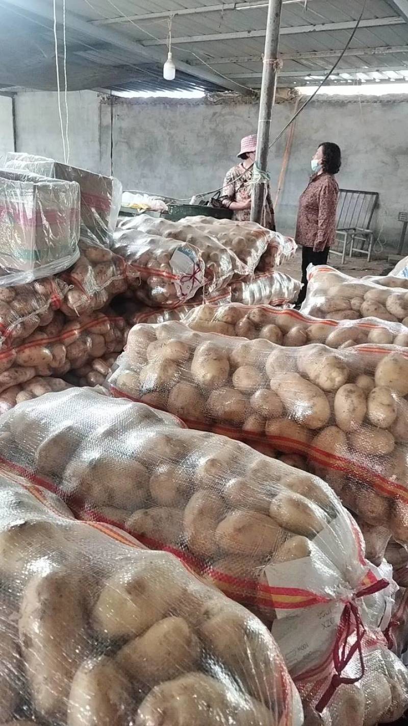 山东省沂水优质荷兰十五土豆产地直售需要的联系
