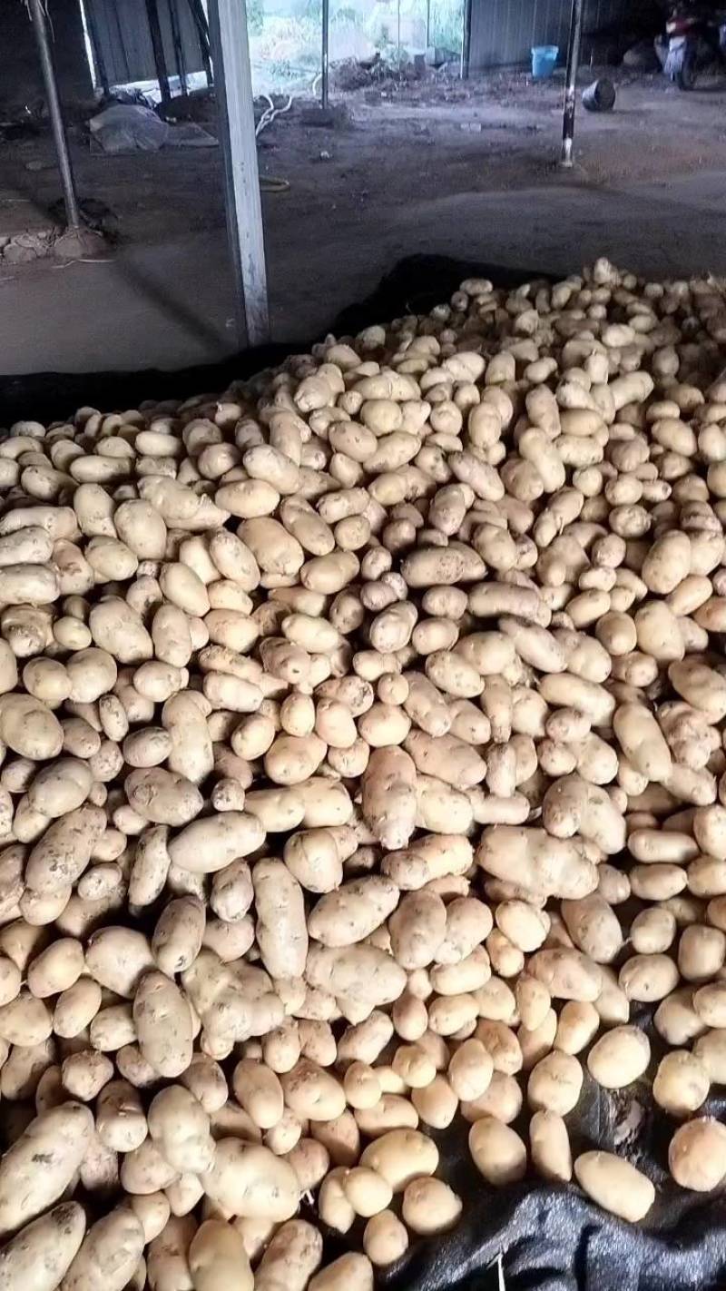 山东省沂水优质荷兰十五土豆产地直售需要的联系