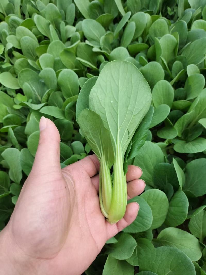 秒接单精选上海青小油菜小青菜产地供货常年有货全国发