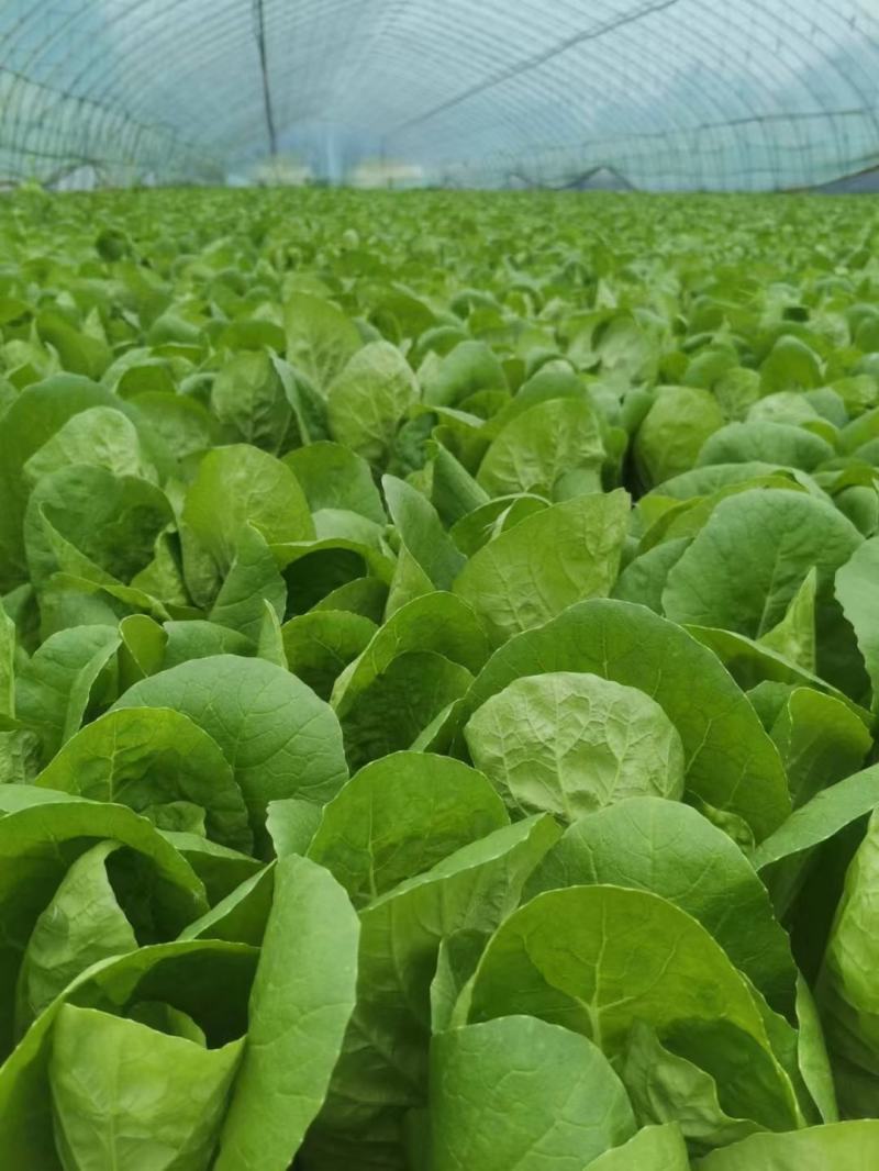 秒接单精选上海青小油菜小青菜产地供货常年有货全国发