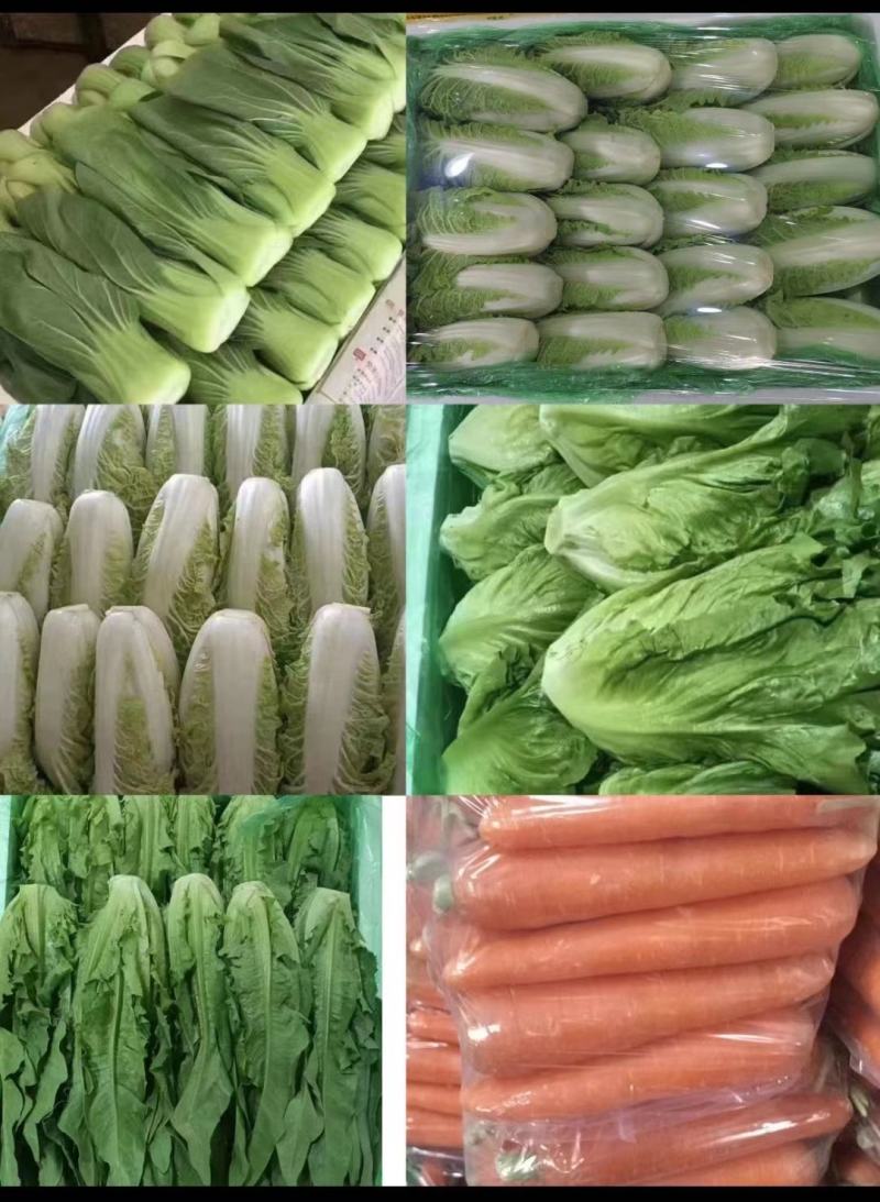 秒接单精选上海青小油菜小青菜产地供货常年有货全国发