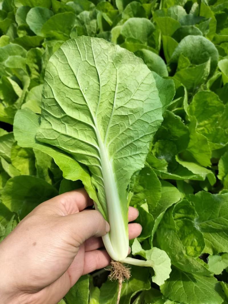秒接单精选上海青小油菜小青菜产地供货常年有货全国发
