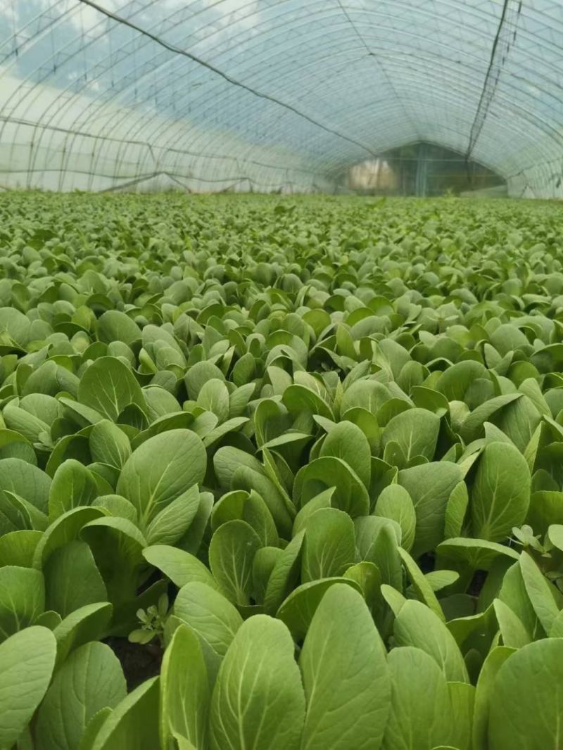 秒接单精选上海青小油菜小青菜产地供货常年有货全国发