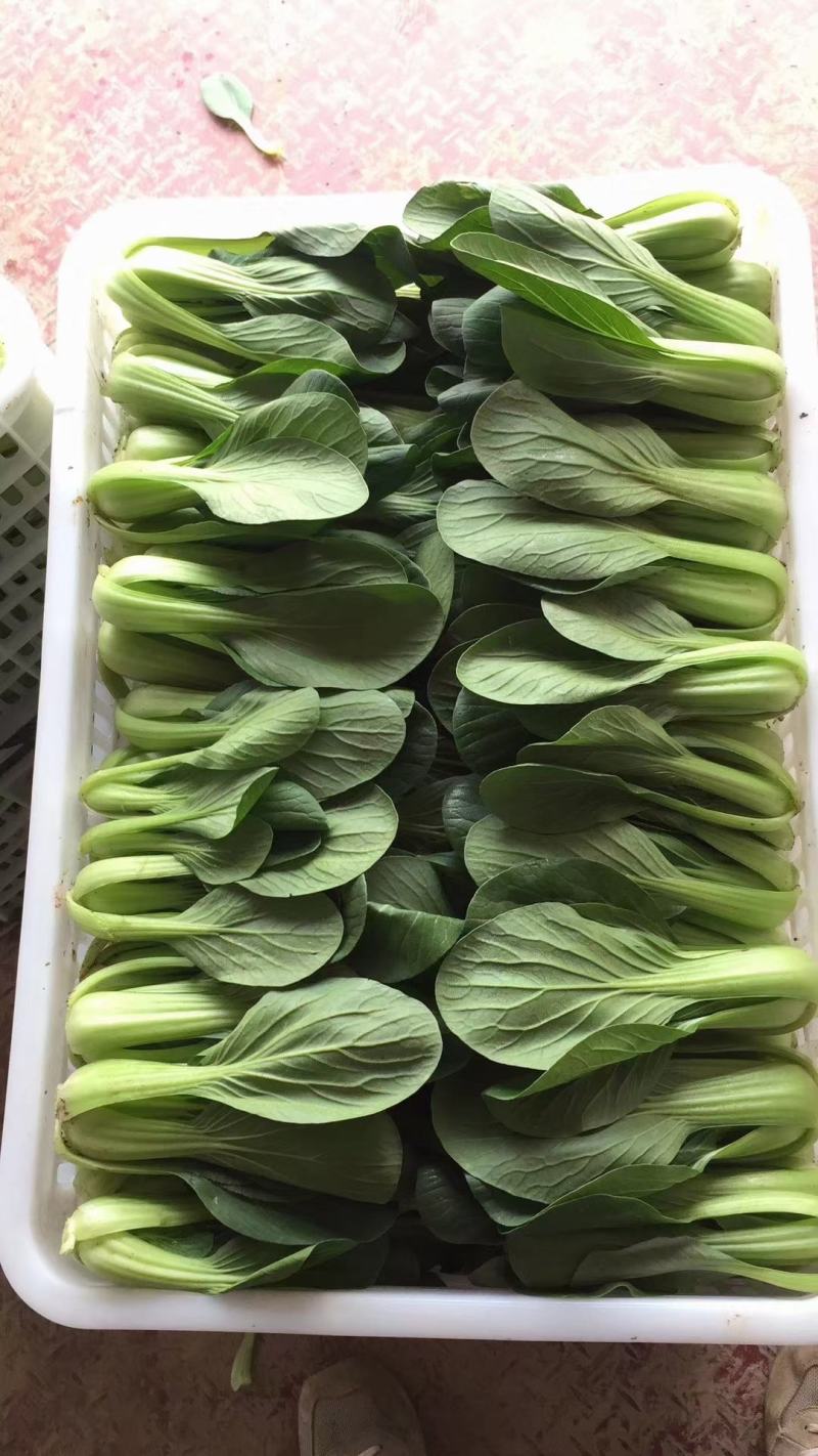 秒接单精选上海青小油菜小青菜产地供货常年有货全国发