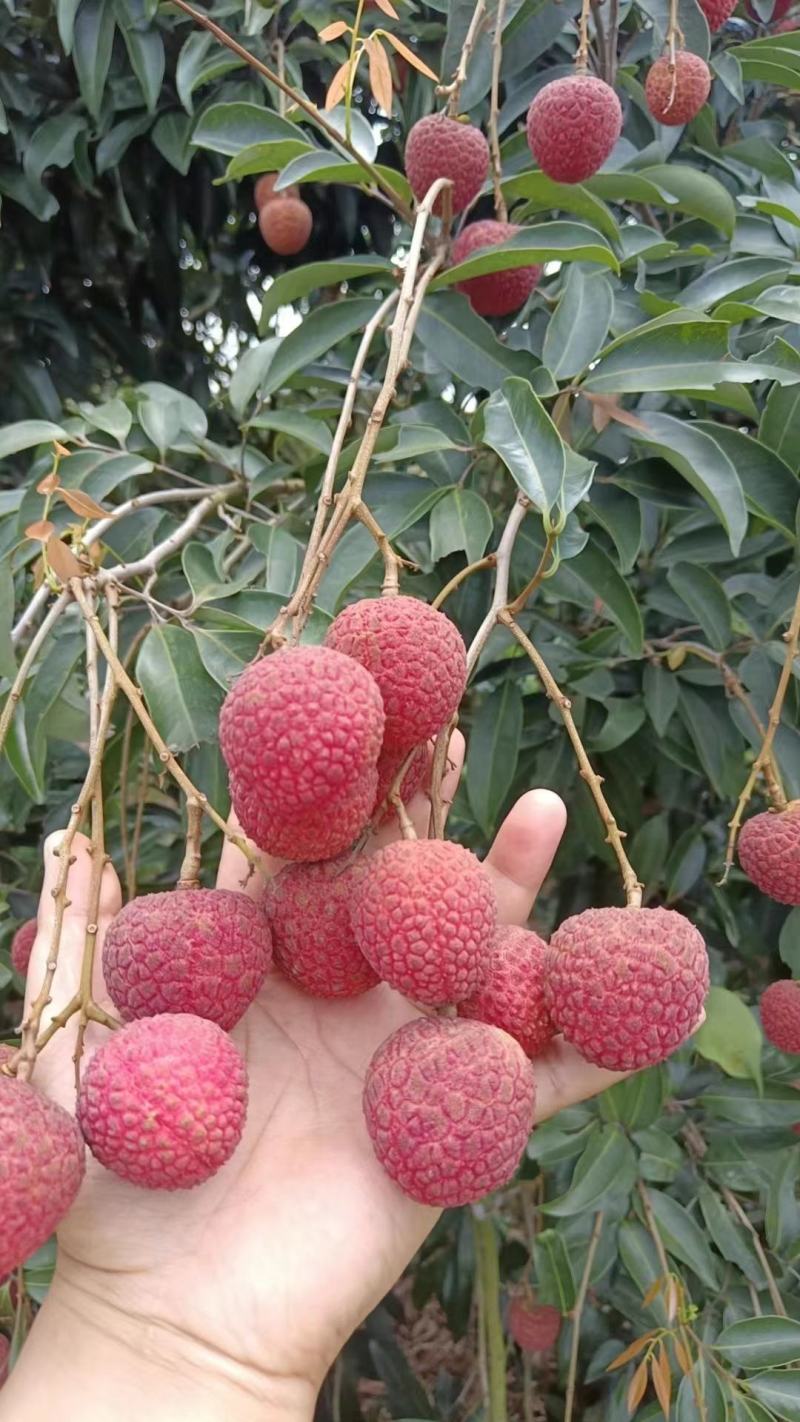 白糖罂，妃子笑荔枝大量供应，质量保证，欢迎来电咨询