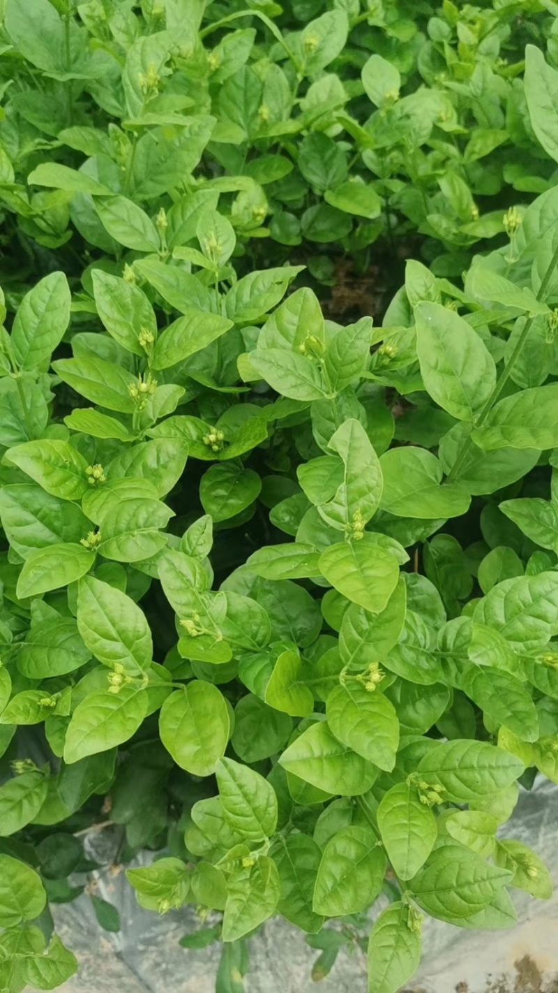 【推荐】茉莉花苗，规模大，产量多，量大从优，欢迎咨询