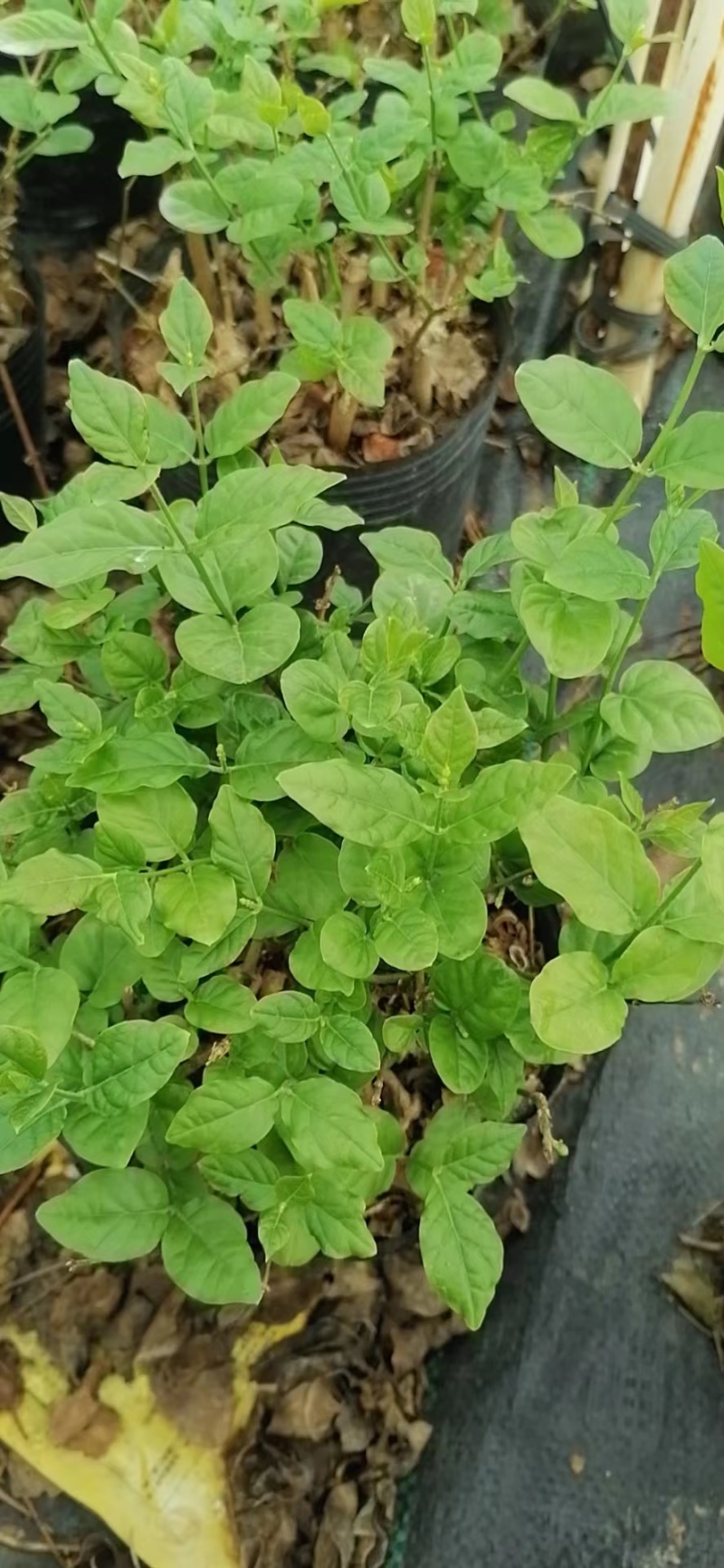 【推荐】茉莉花苗，规模大，产量多，量大从优，欢迎咨询