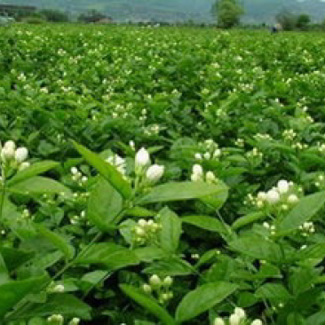 茉莉花苗，广西横县基地直发，欢迎老板咨询