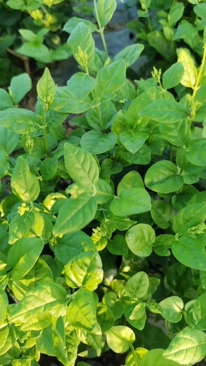 茉莉花苗，广西横县基地直发，欢迎老板咨询