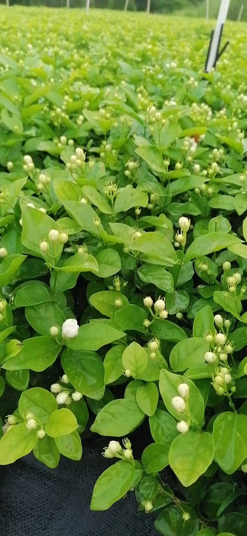 茉莉花苗，广西横县基地直发，欢迎老板咨询